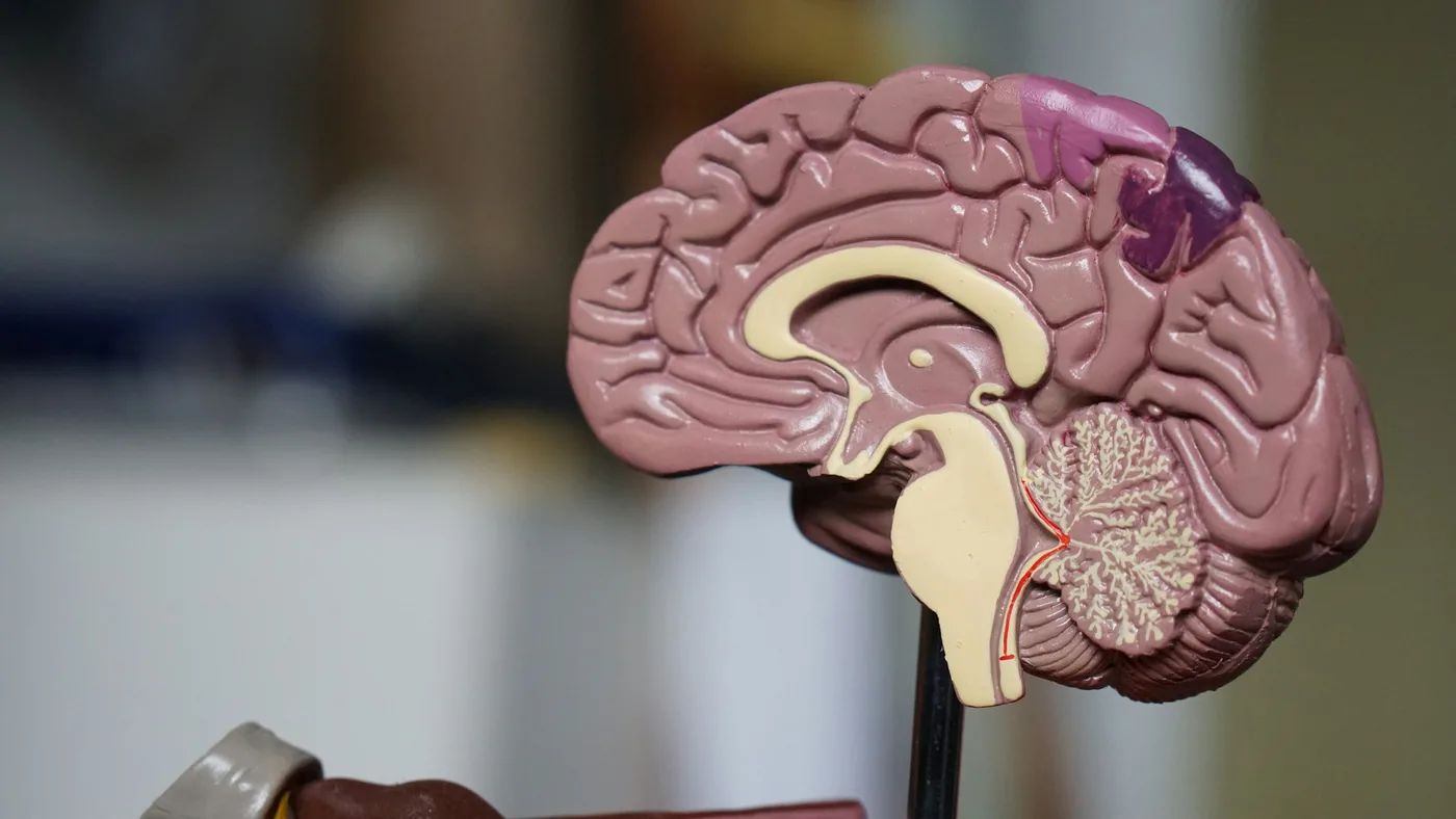 Anatomical heart and brain models